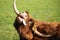 View of a highland cow sticking his tongue out in the field on a sunny day