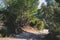 View of hiking trail from Paleokastritsa to Lakones, Old Donkey path, Corfu, Kerkyra, Greece, Ionian sea islands, with olive grove