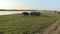 View of the Hikkaduwa Beach Sri LankaWild elephants Walking