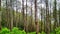 The view on a hill of green pine plantations