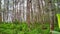 The view on a hill of green pine tree plantations on a mountain