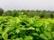 The view on the hill of green tea plantations when the weather is cloudy