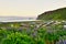 View from the hill overlooking the village and the purple lupine in Vik, Iceland