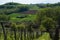 View on hills with cultivated vineyards and woods