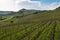 View on hills with cultivated vineyards and woods