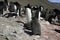 View of hillside adelie penguin rookery