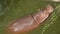 View of hippopotamus swimming in reservoir in zoo