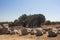 View of historical ruins and olive trees at ancient Greek city called Teos