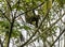 A view of a Hoffmann two toed sloth climbing a tree in La Fortuna, Costa Rica