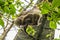 A view of a Hoffmann two toed sloth hanging from a tree in Monteverde, Costa Rica