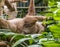 A view of a Hoffmann two toed sloth moving in a tree in Monteverde, Costa Rica