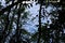 View of Hollyford river framed by natural forest branches and foliage