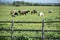 View of horses and cows grazing behind wooden fence