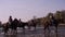 View of horses gallop along the river