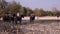 View of horses gallop along the river