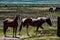 View of Horses Grazing At The Hunewill Ranch Near Bridgeport, California in late spring