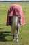 A view of a horses rear end with rump and tail as it stands in a field on a bright sunny day