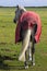 A view of a horses rear end with rump and tail as it stands in a field on a bright sunny day