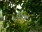 View of a house through a canopy