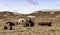 View of Houses In the Ghost Town, Bodie, California