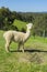 View of Huacaya alpaca in a farm