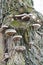 View of a hub, sponge mushroom on a tree trunk