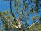 View of huge birch tree with bright green leaves with blue sky background in spring