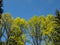 View of huge trees with bright green leaves with blue sky background in spring