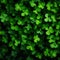 A view of hundreds of green clovers. Green four-leaf clover symbol of St. Patrick\\\'