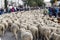 View of hundreds of sheep climbing a slope towards the Almudena cathedral in Madrid