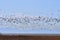 A view of hundreds of Snow Geese flying together.