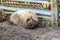 A view of a Hungarian Mangalica Pig lying in a pen near Melton Mowbray