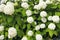 View of Hydrangea arborescens `Annabelle`