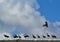 View of Ibises birds on a cow shade roof Israel