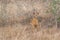 View of a imbabala or Cape bushbuck, Angola