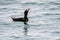 A view of a immature male Surf Scoter swimming  in the sea.