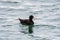 A view of a immature male Surf Scoter swimming  in the sea.