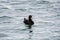 A view of a immature male Surf Scoter swimming  in the sea.