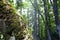 View on the inclined trunk, covered with moss with green beechs` foliage in the background, Bosco Sant`Antonio, Abruzzo, Italy