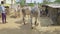 A view of Indian farmers with pairs of oxen or bulls at an Indian village