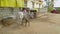 A view of Indian farmers with pairs of oxen or bulls at an Indian village