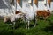 View of Indian native cattle breeds in outdoor