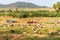 View of the Indian rural landscape, Puttaparthi, Andhra Pradesh, India. Copy space for text.