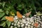 View of insects, silver-washed fritillary butterflies Argynnis paphia and Euplagia quadripunctaria, the Jersey tiger, on