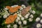 View of insects, silver-washed fritillary butterflies Argynnis paphia and Euplagia quadripunctaria, the Jersey tiger, on