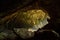 View inside Deer cave in Gunung Mulu National Park