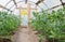 View inside greenhouse grown tomato plants