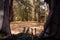 View from inside of group campers lying down in tent with forest background