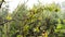 View from inside house window on rain, shower, rainfall,water drops falling on green bushes, with blurred trees nature