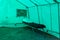 View inside the medical tent of a field hospital for emergencies. Background with selective focus and copy space